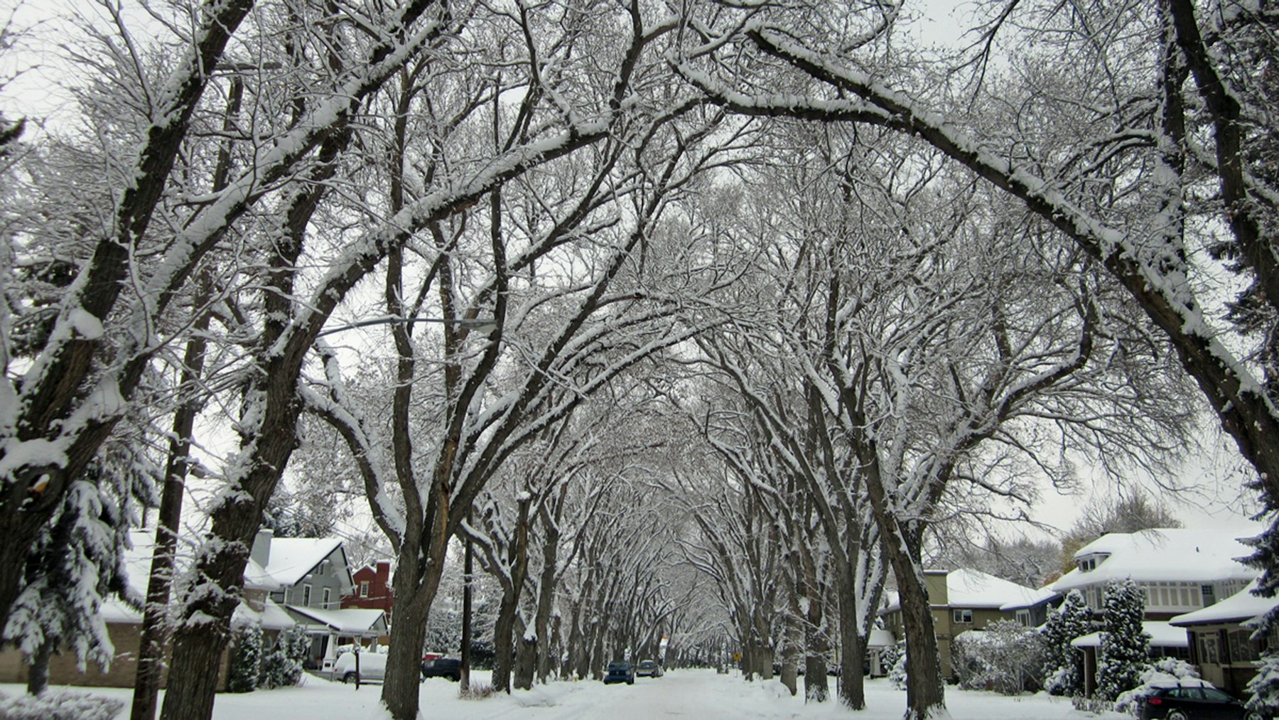 A real Saskatoon residential street beneath snow-covered elm trees.